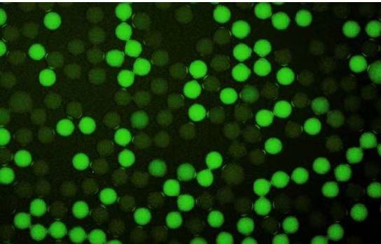 fluorosurfactant——1 g（undissolved or neat）
